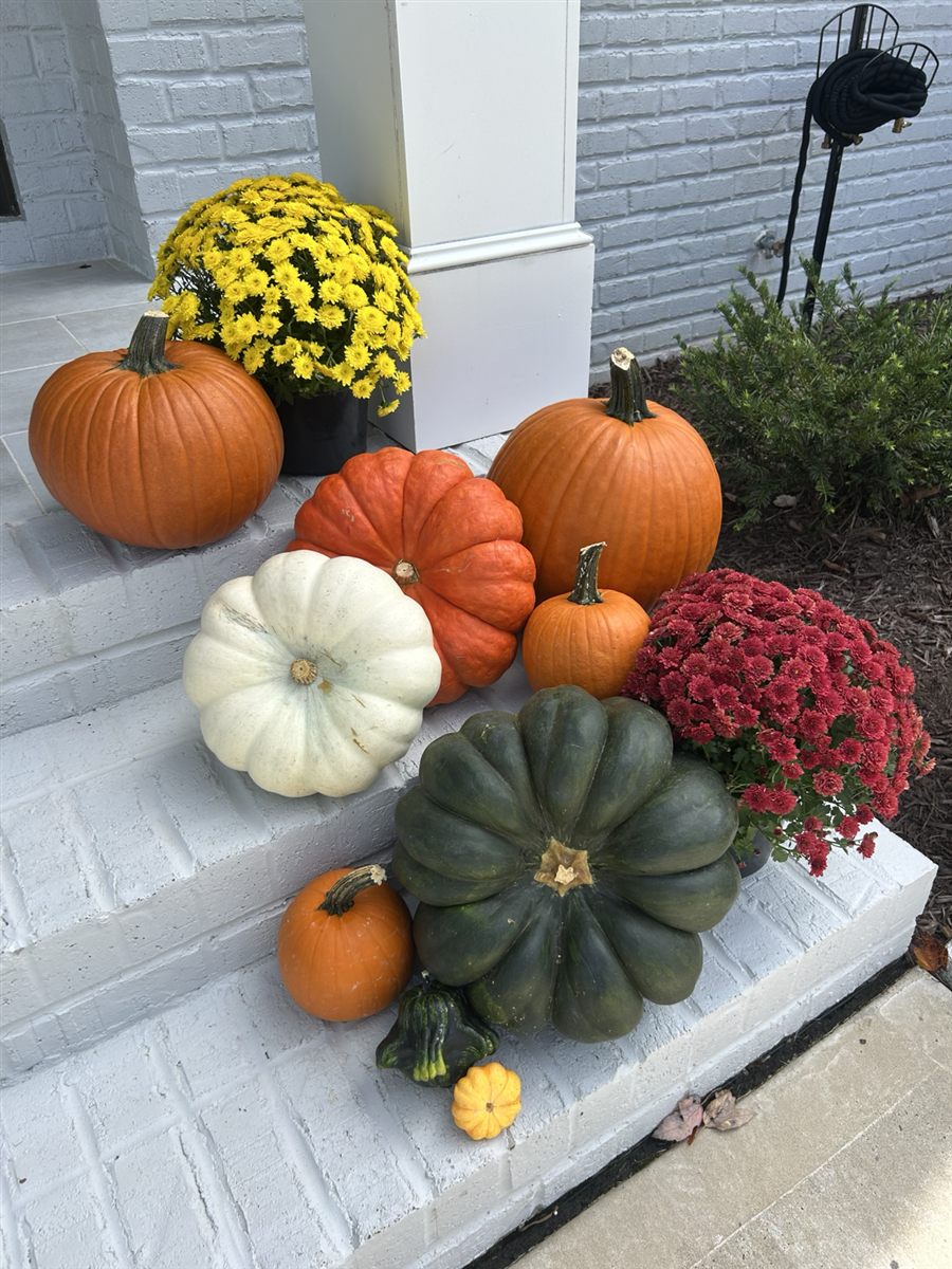 Classical Harvest fall porch style with orange pumpkins, acorn squash and yellow and burgundy mums